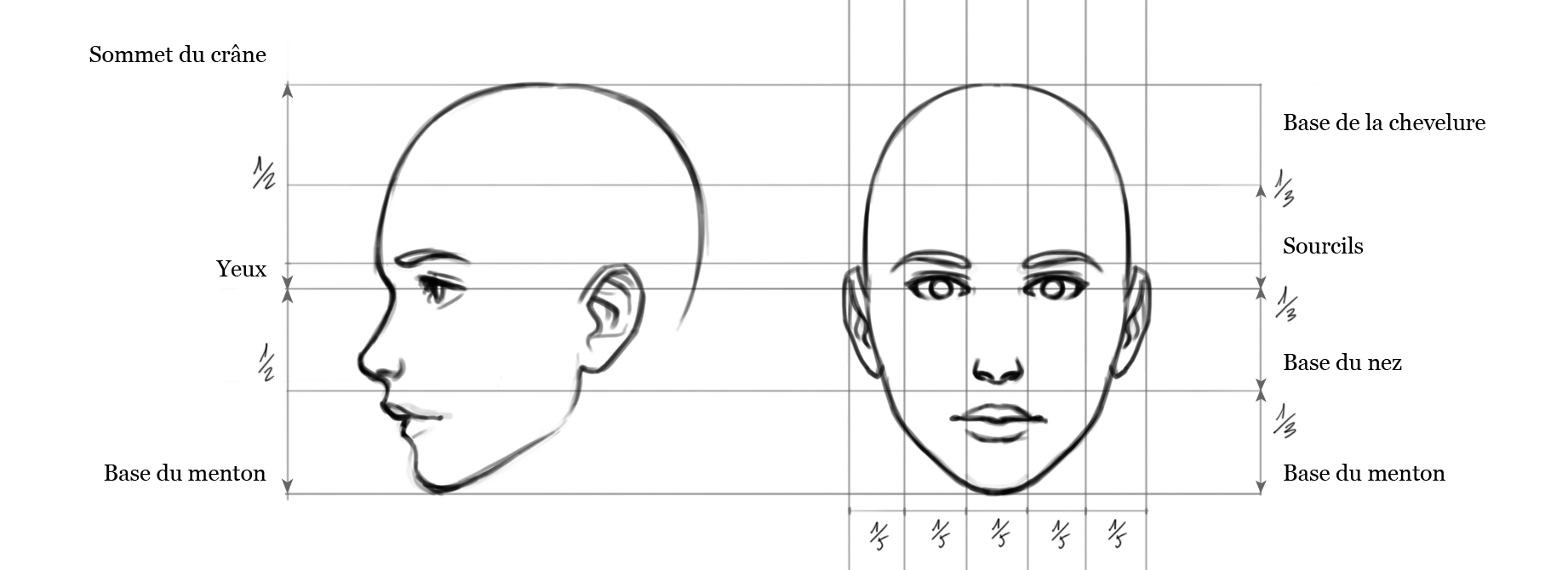 Пропорции головы человека анфас и профиль