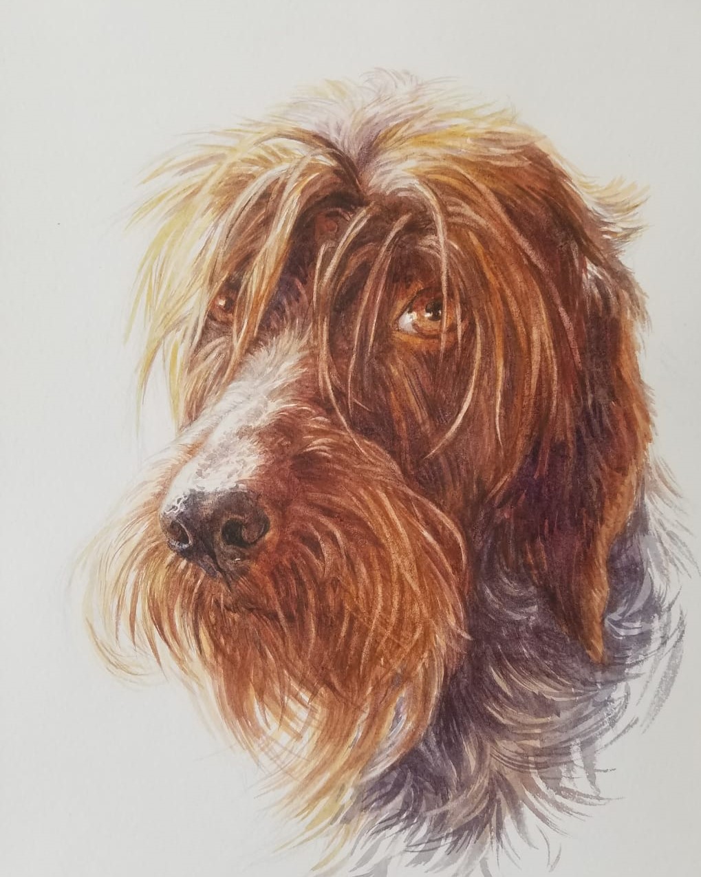 portrait d' une chienne aquarelle