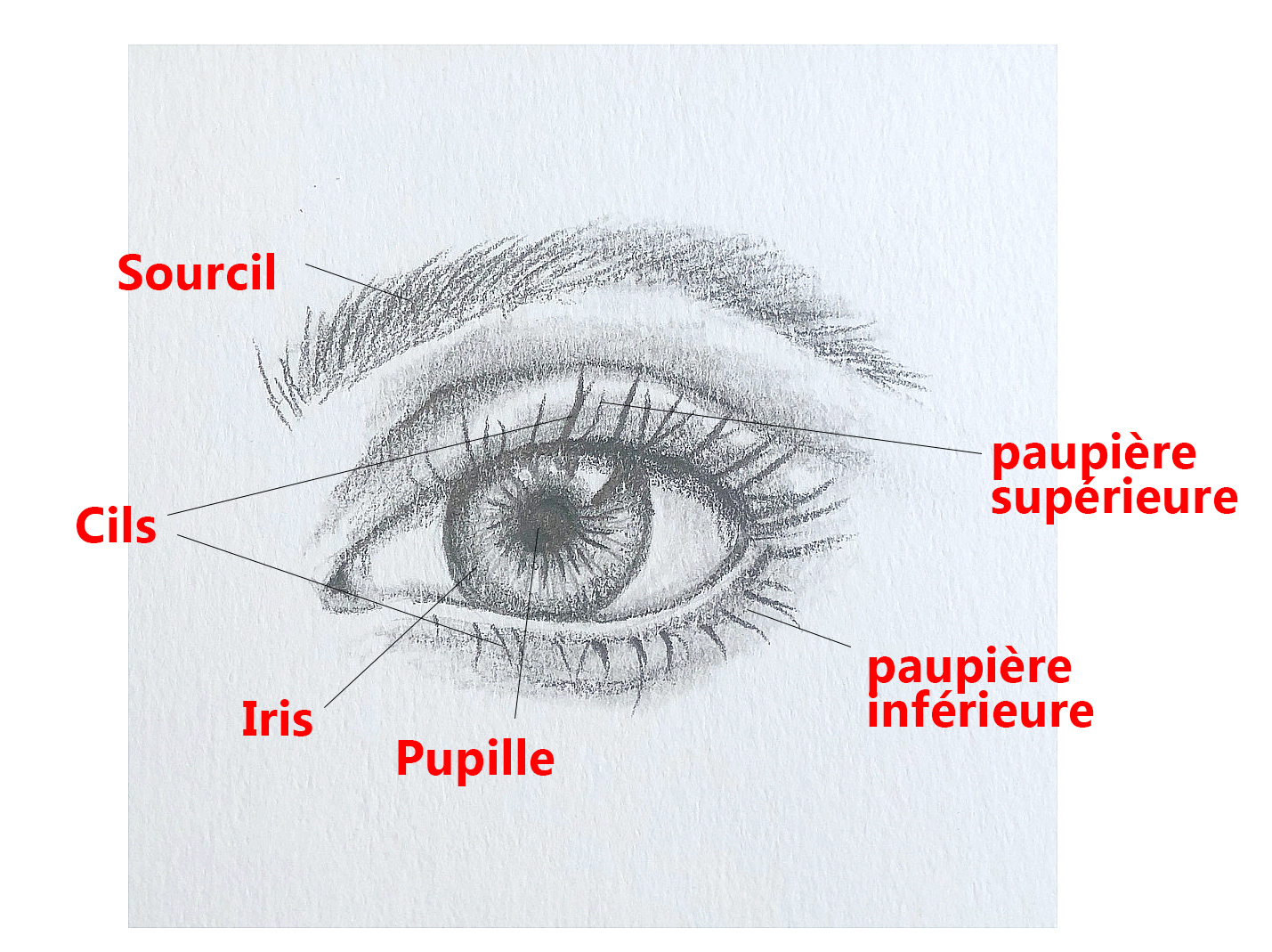 oeil